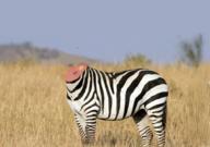  // 910x640 // 840.6KB