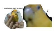 birb lovebird mango // 728x423 // 293.8KB