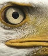 Animation // 182x213 // 459.7KB